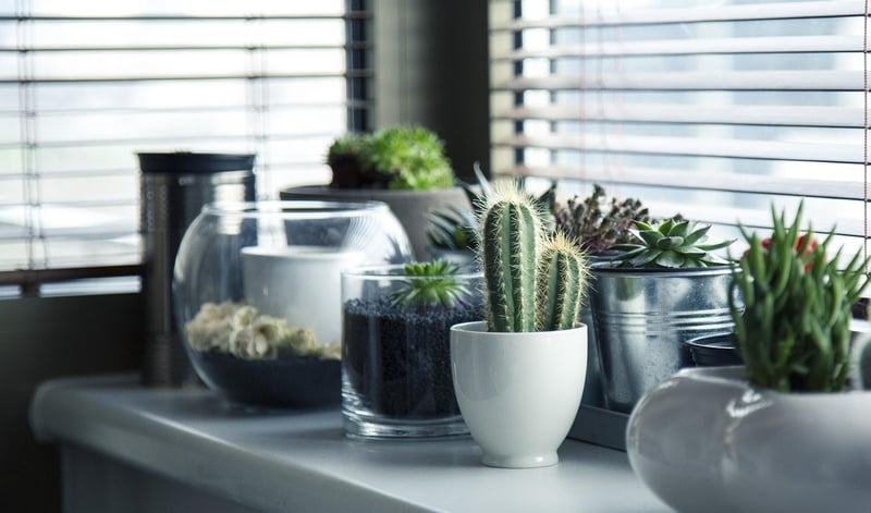 Plant-Based Decor